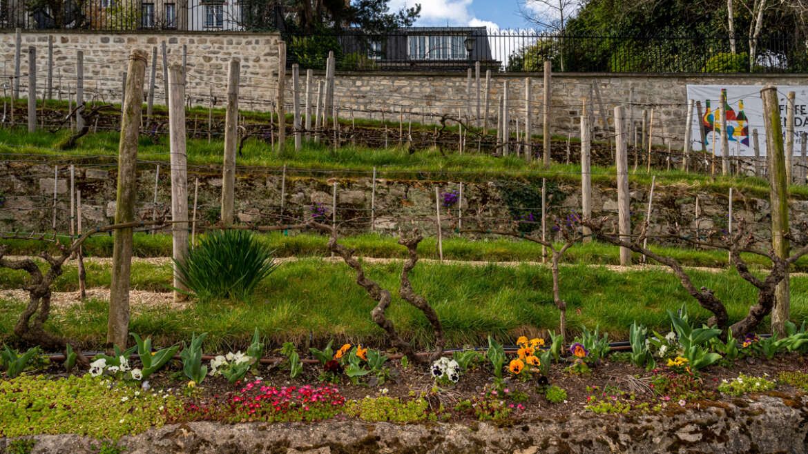 Le Clos Montmartre: Paris’ Secret Vineyard
