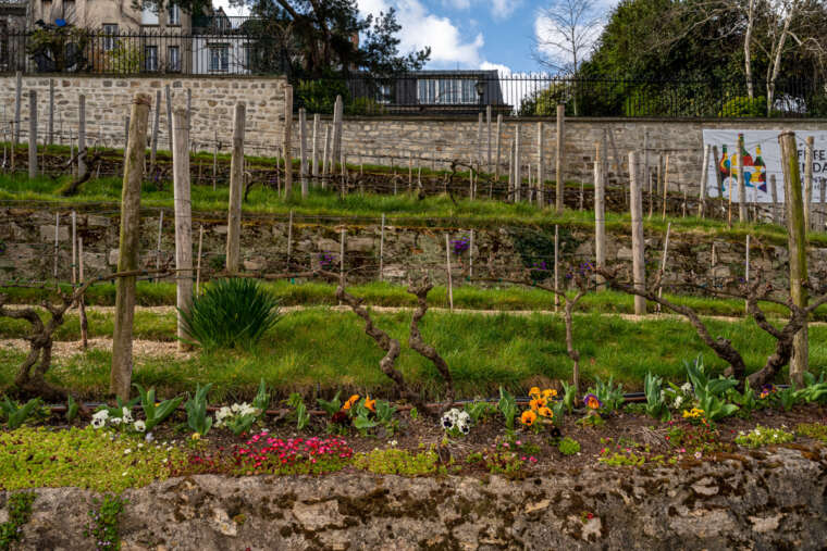 Le Clos Montmartre: Paris’ Secret Vineyard